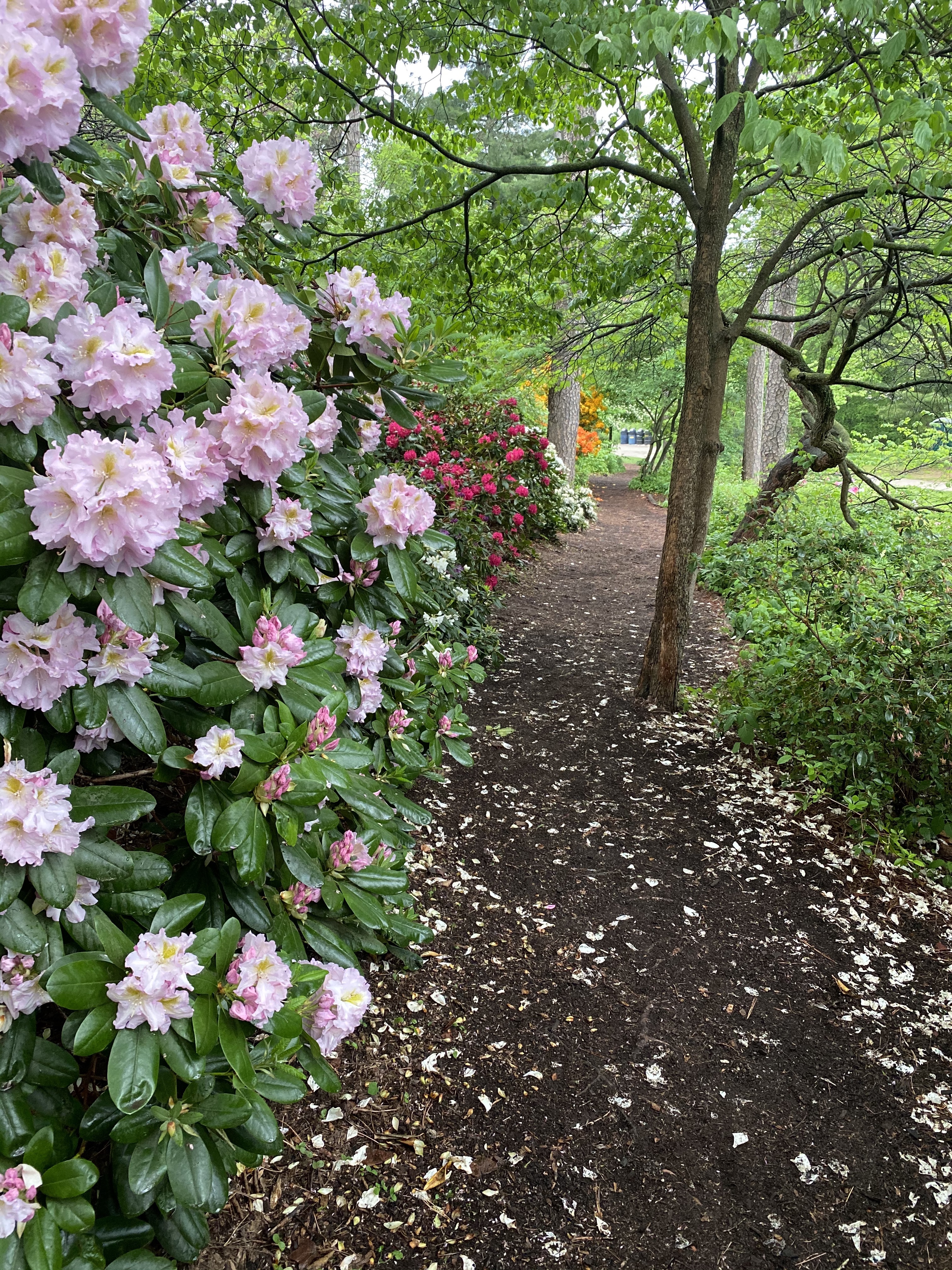 path along nature trail