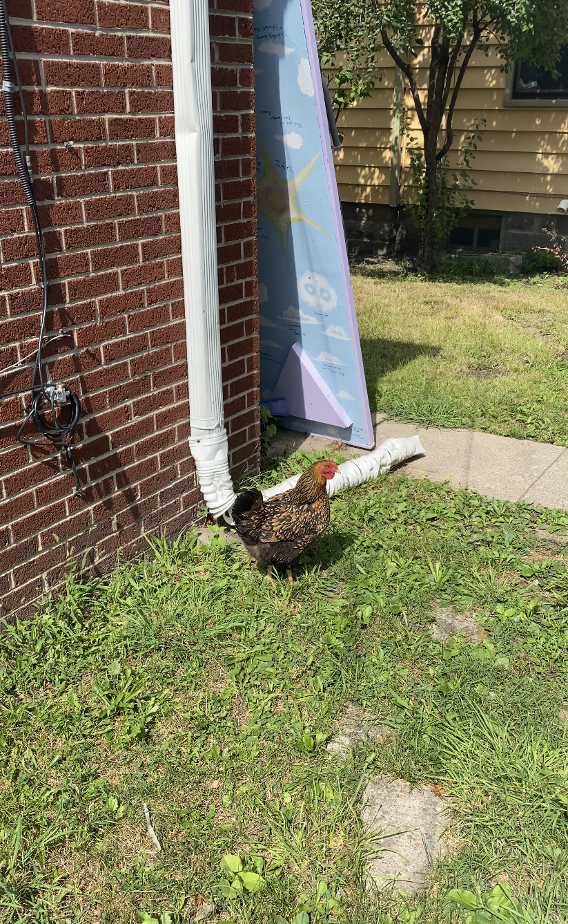 Chicken walking outside my off-campus house