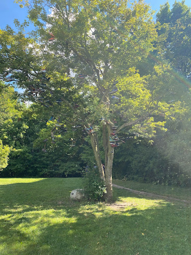 A tree adorned by shoes off a walking path near my house. 