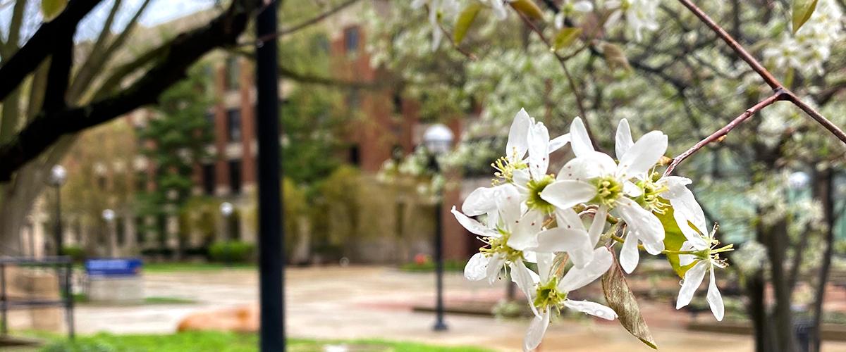 flowing tree in spring on campus