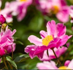 Pink peonies in the sun